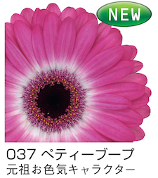 浜松pcガーベラウェブサイト New Catalog